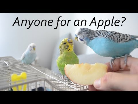 Did You Feed Your Budgie with Apple? | Vlog #13