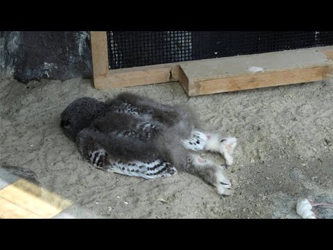 Baby Owls sleep face down like THIS because...