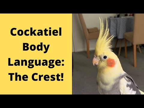 Cockatiel Body Language & Behaviour | The Crest | TheParrotTeacher