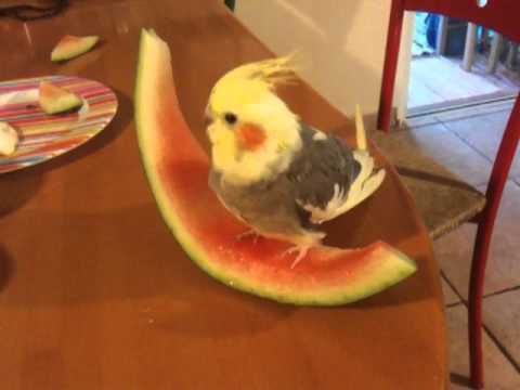 cockatiel eating watermelon