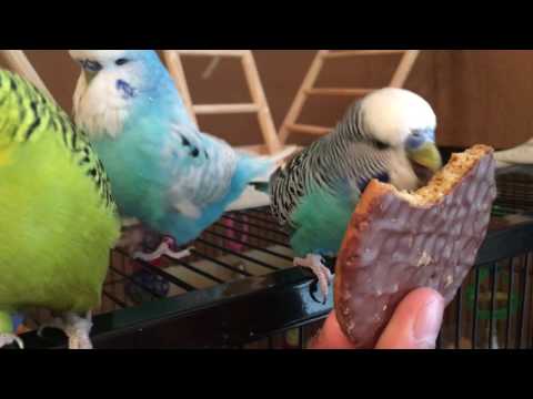 My Budgie eats biscuits