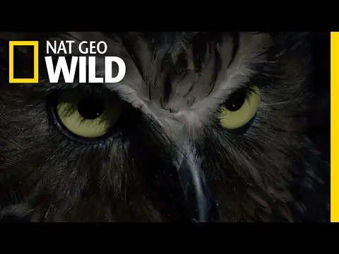 Hoot and Hunt | Destination WILD