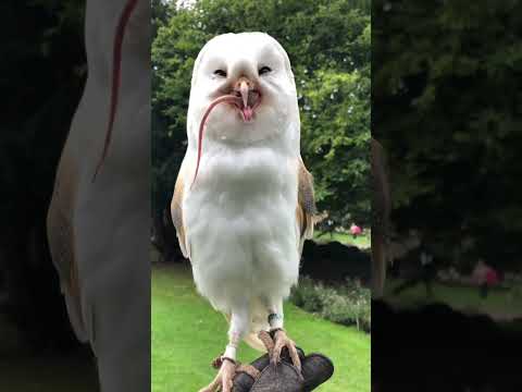 A barn owl swallows a mouse whole