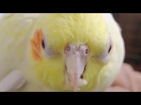 Cockatiel eating almonds