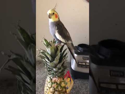 Cockatiels Eating Pineapple and Playing Pineapple