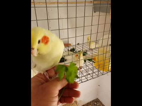 Celery very necessary for all birds