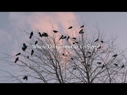 Where Do Crows Go To Sleep? An Incredible Sight to See in Vancouver