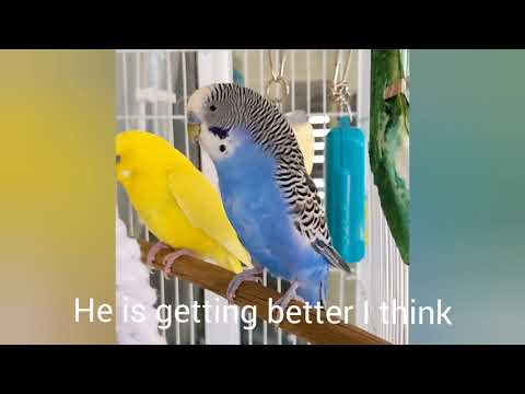 Budgie head and tail bobbing - signs of sickness