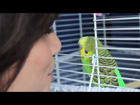 How To Teach Your Budgie To Talk!