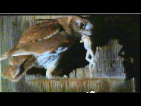 Screech Owls Eating Tree Frogs