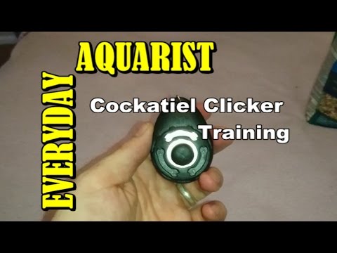 How To Clicker Train a Cockatiel