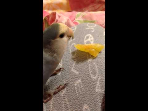 pri my lovebird eating dried fruit