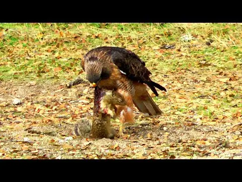 Hawk Eating Squirrel! *Graphic*