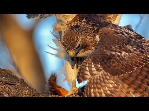 Red Tailed Hawk Catches Squirrel and Eats It