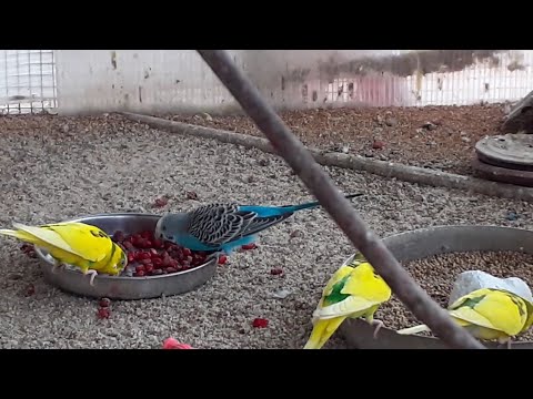 My lovebirds  trying pomegranate for the first time