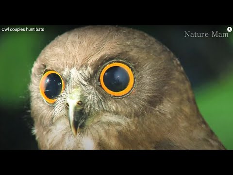 Owl couples hunt bats