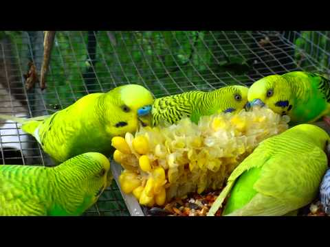 Male Budgies/Parakeets Eating Corn(Волнистых попугаев)