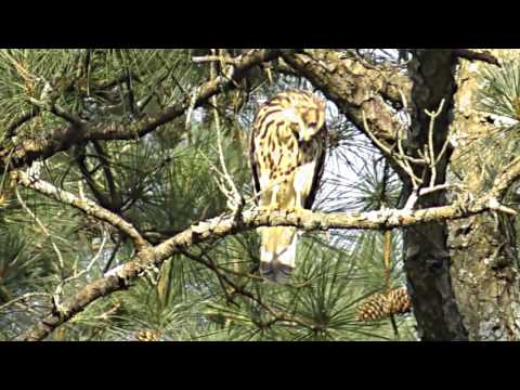 Hawks Eating a Frog