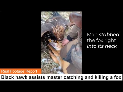 Black hawk assists master catching and killing a fox