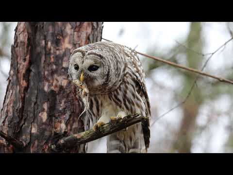 Barred Owl eating a Frog