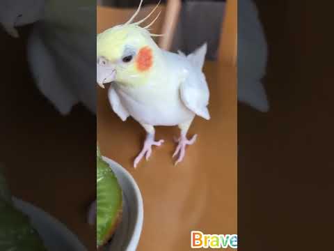 cockatiels parrot eating kiwi fruit