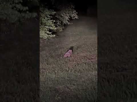 Giant Owl Catches A Skunk On Our Farm! 🦉 🦨 😳         #farmlife #owl #wildlife #amazing