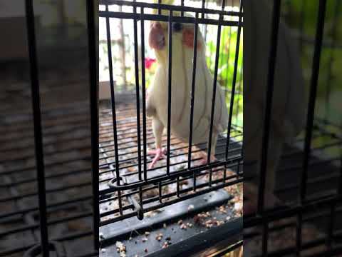 My Cockatiel eats tomato and clean its beak on cage