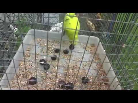 Budgies/Parakeets Eating Black Berries(Волнистых попугаев)