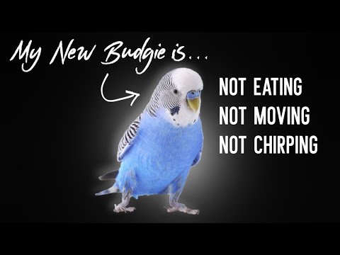 Why is My NEW Budgie Not Eating, Quiet or Shaking?