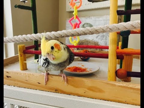 How to cut carrots for Cockatiels