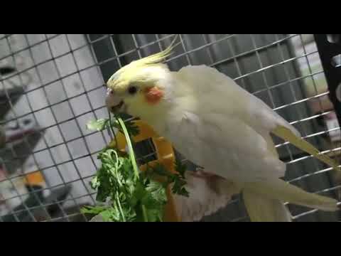 Cockatiel loves eating Coriander 🌿 #cockatiel #birds