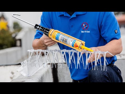 How to Install Bird Spikes [Pro Tips] A Step-by-Step Tutorial - Bird B Gone