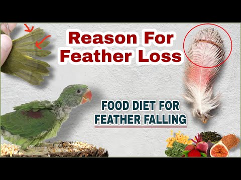 Birds feather falling issue | Reason for birds feather loss and remedies | Cockatiel feather lossing