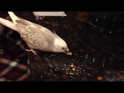 Cockatiel loves almonds