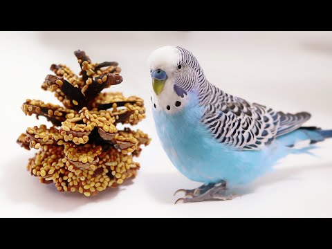 How to make Honey Pinecone Treat for Budgerigar or Parakeet - Cookie's birthday