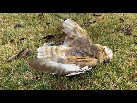 Hawk Eats Owl - 2 predators only 1 Survives