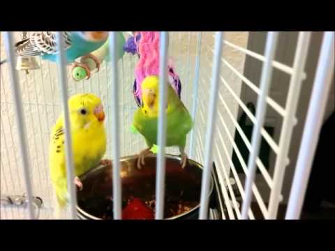 Budgies eating berries