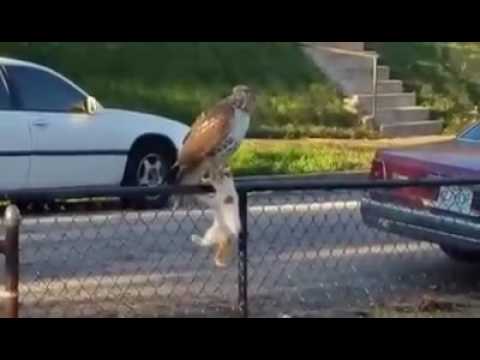 Big Hawk Attacking Cat and Takes Off With It