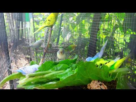 Budgies/Parakeets Eating Cabbage And Lettuce(Волнистых попугаев)