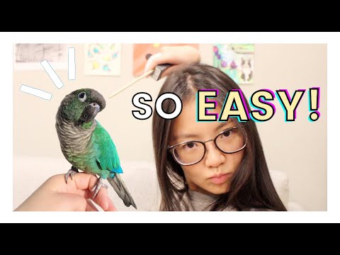 HOW TO TARGET TRAIN YOUR BIRD | EASY Beginner Bird Target Training Tutorial