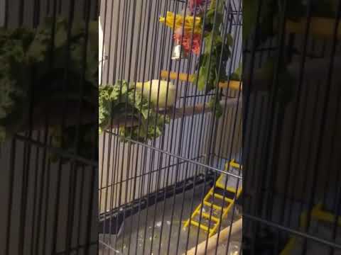 Budgies eating kale