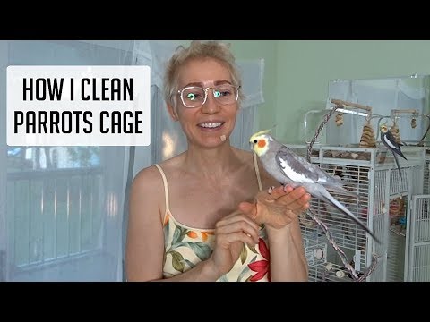 How I clean my parrots cage: Quick n' Easy!! 😀👍💖