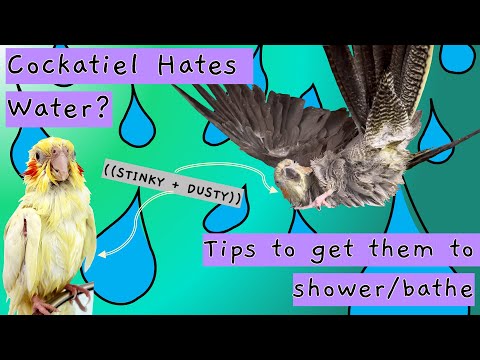 Encourage your cockatiel to bathe | Tips to get your cockatiel to like water & shower/take a bath