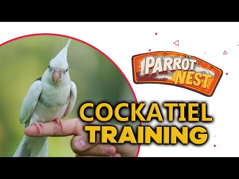 Cockatiel training : Basic approach (beginner stage)