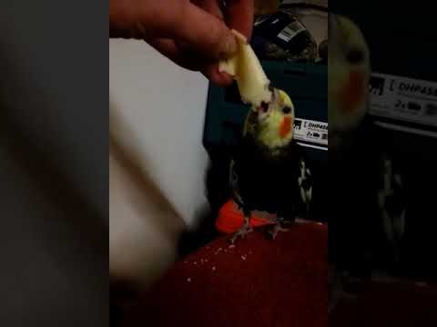 Cockatiel Tipi loves to eat cheese