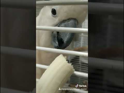 Do Cockatoos like B A N A N A?