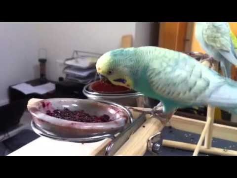 Adopted budgie Tweety eating Chia seeds and blueberry and raspberry mash..yum...