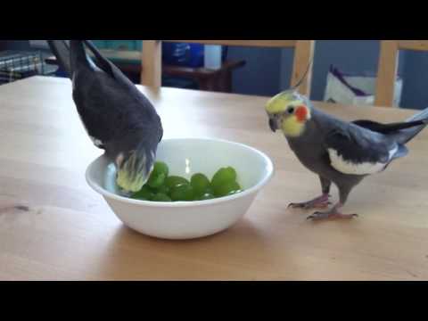 Cockatiels eating grapes