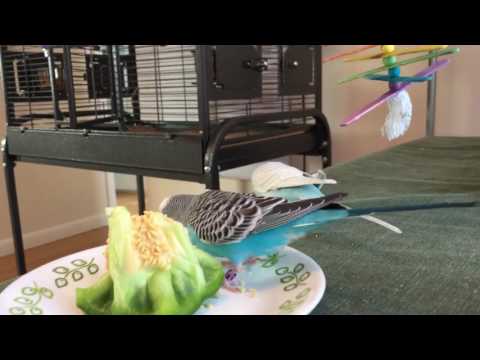 Toby and Kelly the parakeets eat pepper seeds from a green pepper