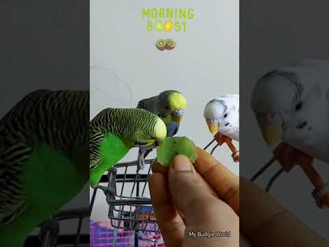 Budgies eating Kiwi 🥝 😋 | #shorts |#parakeets